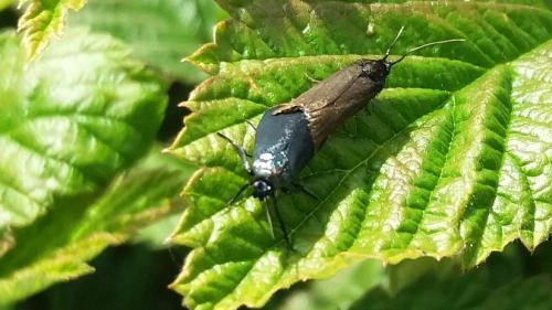 Catastia marginea